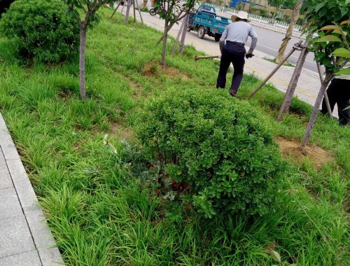 台湾河道绿化工程