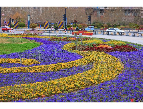 宝坻城市绿化带种植什么植物比较好